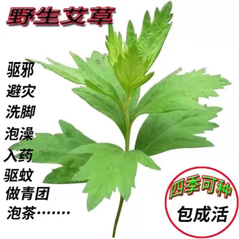 艾叶靳艾草种子药用野生香艾草食用青团大叶艾驱蚊草艾灸