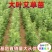 艾叶靳艾草种子药用野生香艾草食用青团大叶艾驱蚊草艾灸