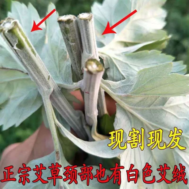 艾叶靳艾草种子药用野生香艾草食用青团大叶艾驱蚊草艾灸