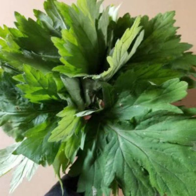 艾叶靳艾草种子药用野生香艾草食用青团大叶艾驱蚊草艾灸