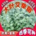 艾叶靳艾草种子药用野生香艾草食用青团大叶艾驱蚊草艾灸
