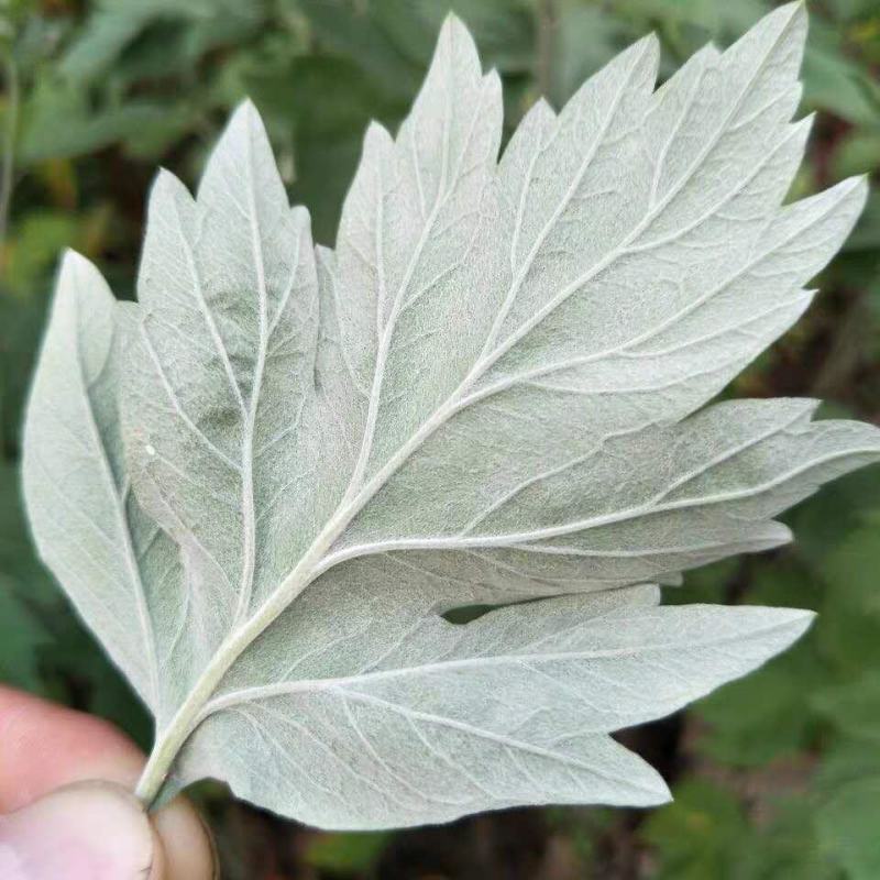 艾叶靳艾草种子药用野生香艾草食用青团大叶艾驱蚊草艾灸