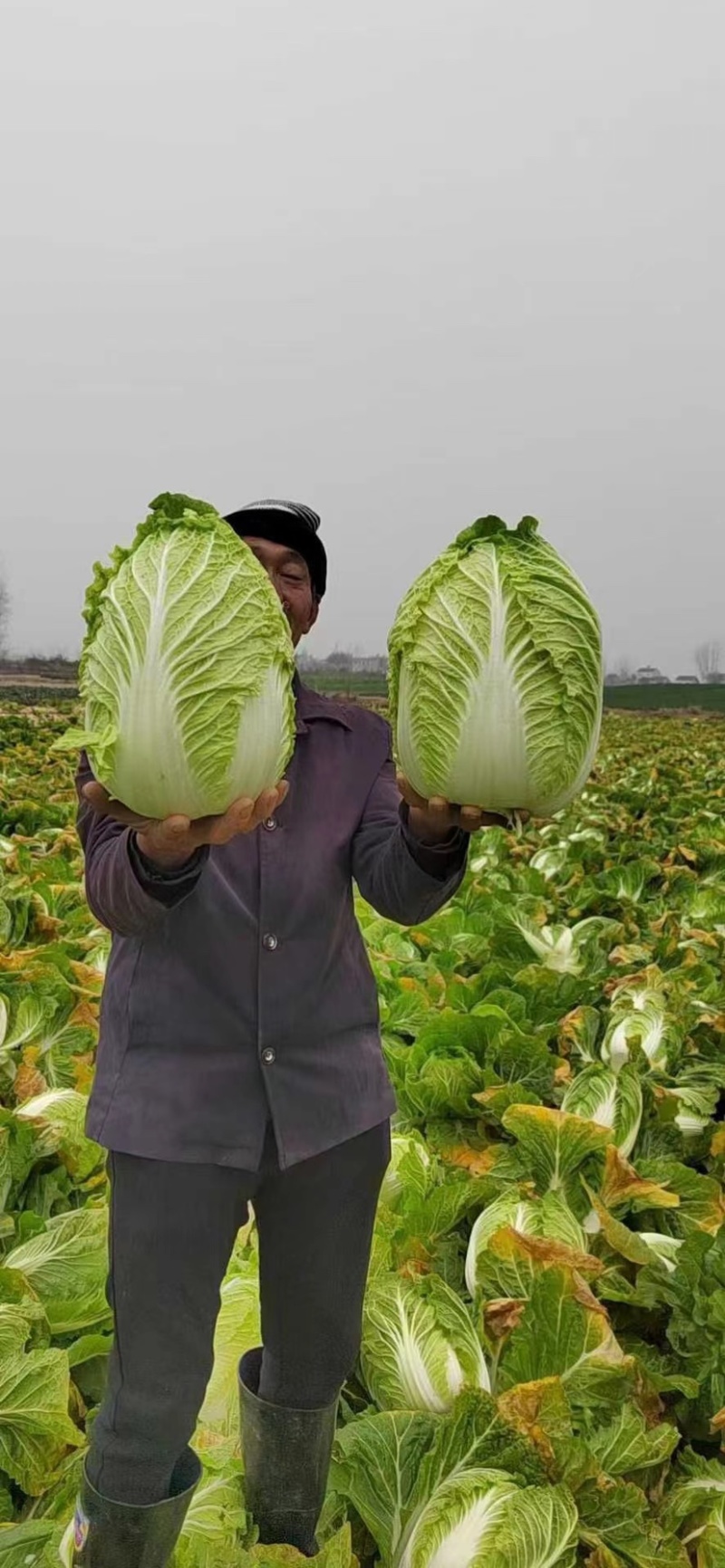 【热销】精品黄心大白菜产地直发万亩种植基地欢迎咨询