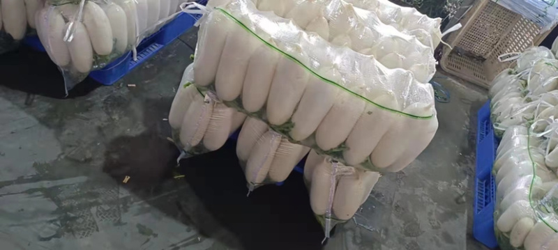 精品345排白萝卜产地直发大量有货