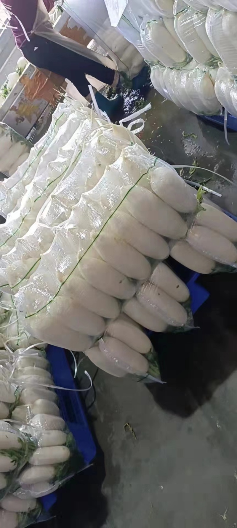 精品345排白萝卜产地直发大量有货