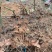 广西深山金刚藤金刚刺拔葜铁菱角鲜货批发