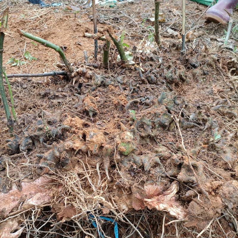 广西深山金刚藤金刚刺拔葜铁菱角鲜货批发
