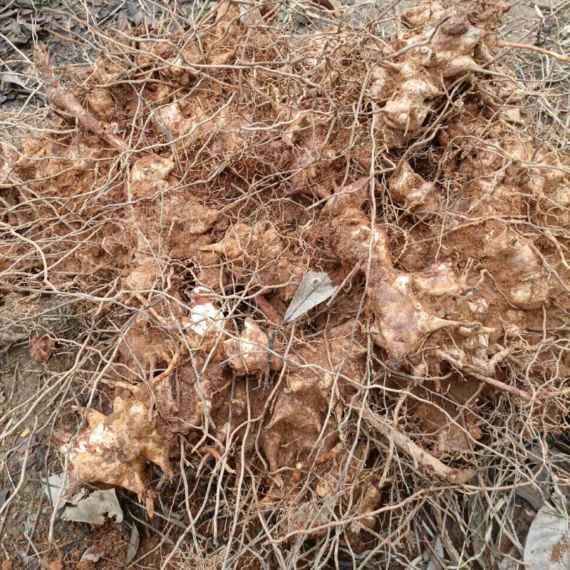 广西深山金刚藤金刚刺拔葜铁菱角鲜货批发