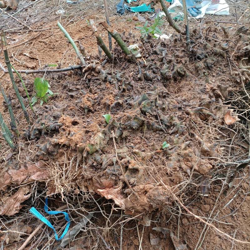 广西深山金刚藤金刚刺拔葜铁菱角鲜货批发