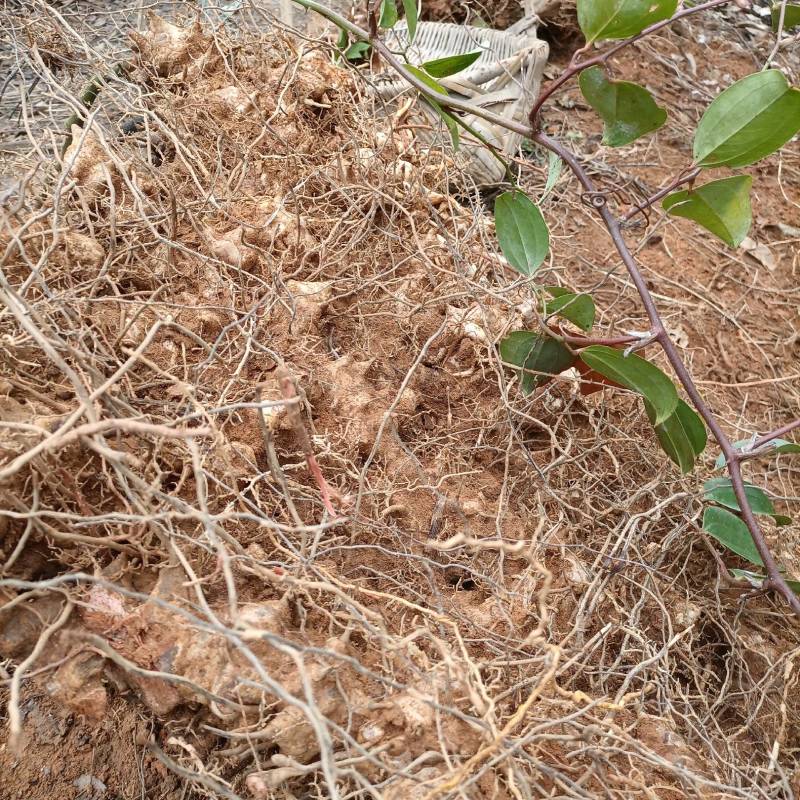 广西深山金刚藤金刚刺拔葜铁菱角鲜货批发