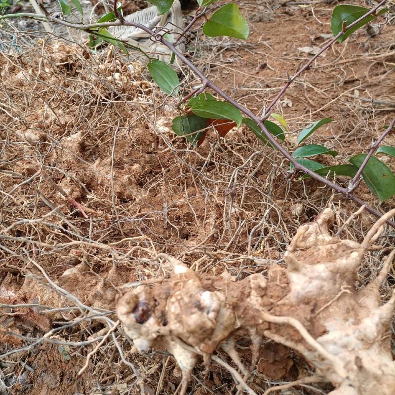 广西深山金刚藤金刚刺拔葜铁菱角鲜货批发