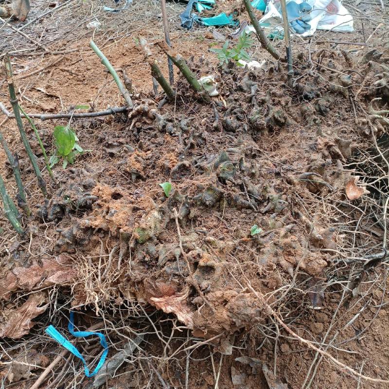广西深山金刚藤金刚刺拔葜铁菱角鲜货批发