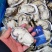 满肉乳山原浆生蚝96片72片无泡水无泡药原汁原味