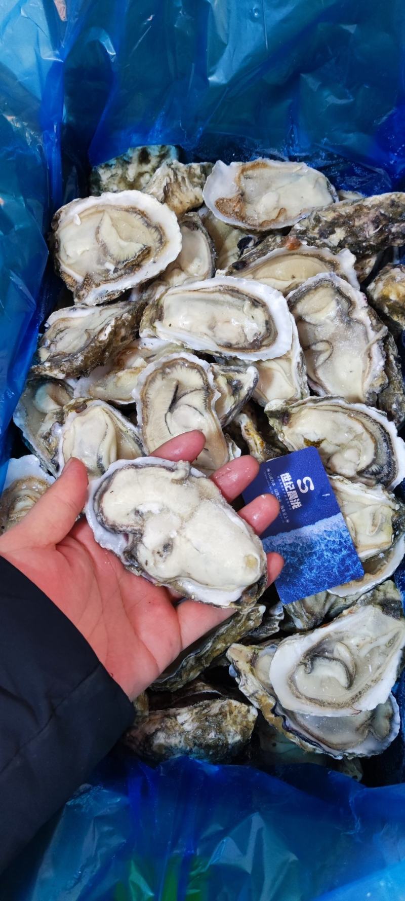 满肉乳山原浆生蚝96片72片无泡水无泡药原汁原味