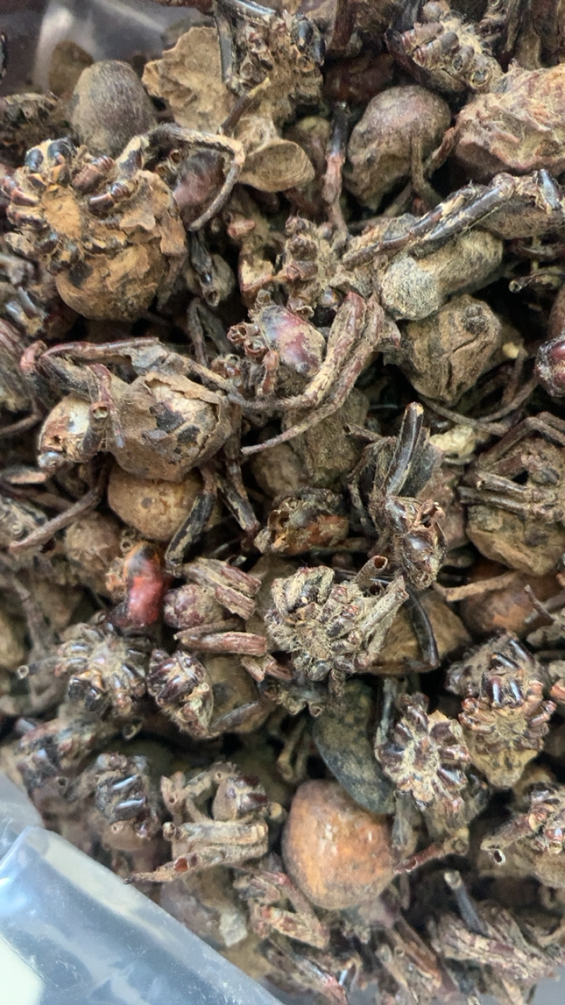 黑蜘蛛中药材大蜘蛛药用蜘蛛包邮