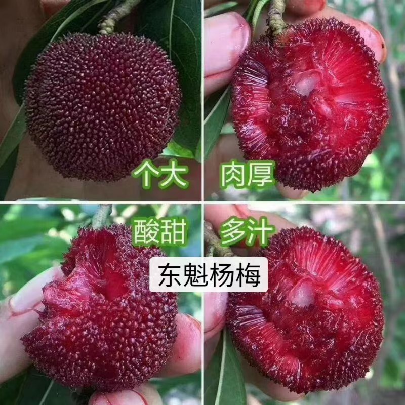 冬魁杨梅，大个又好吃，杨梅树苗嫁接苗，叶色青秀，根系好。