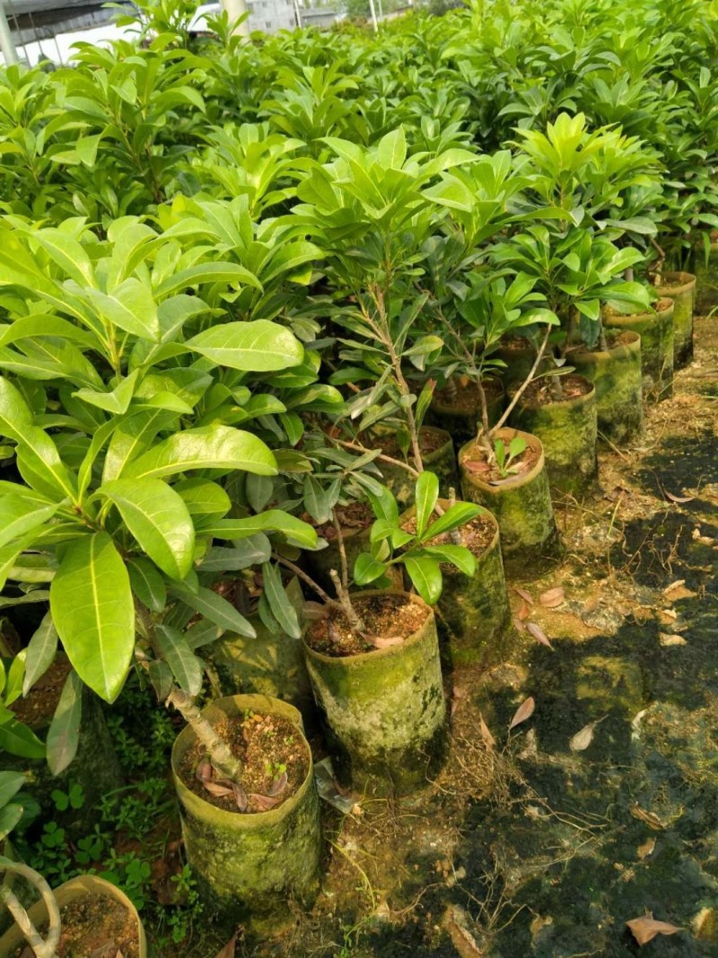 冬魁杨梅，大个又好吃，杨梅树苗嫁接苗，叶色青秀，根系好。