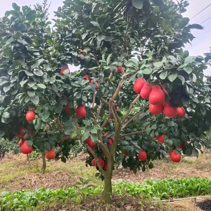 暹罗红蜜柚，产量高，价格高，大个又蜜甜