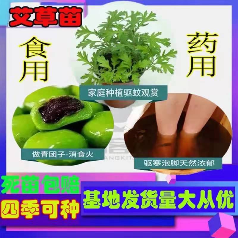 艾草苗包邮大叶药用蕲艾苗艾蒿苗泡脚艾灸四季