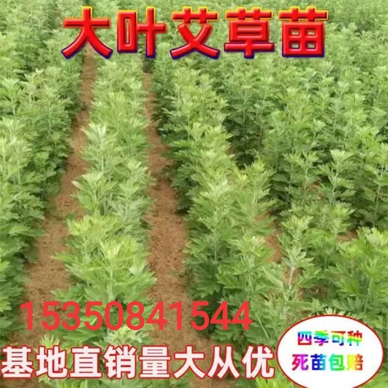 艾草苗包邮大叶药用蕲艾苗艾蒿苗泡脚艾灸四季