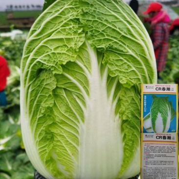 黄心大白菜种籽春秋季泡菜菜籽白菜种菜种籽包邮