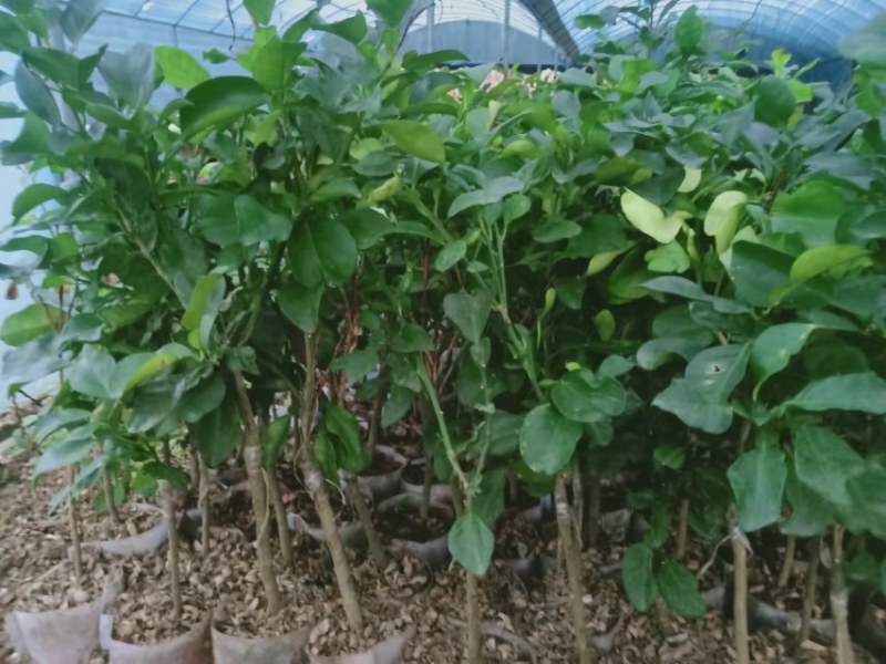 暹罗红蜜柚，产量高，价格高，大个又蜜甜