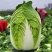 黄心大白菜种籽春秋季泡菜菜籽白菜种菜种籽包邮
