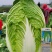 黄心大白菜种籽春秋季泡菜菜籽白菜种菜种籽包邮