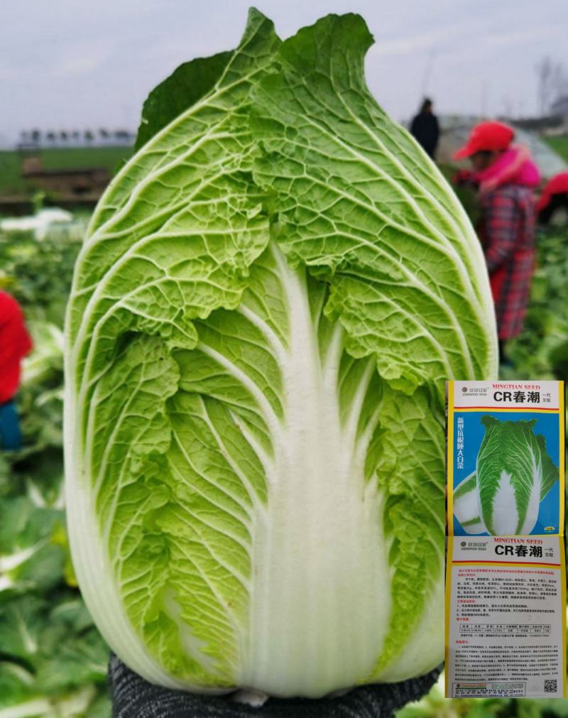 黄心大白菜种籽春秋季泡菜菜籽白菜种菜种籽包邮