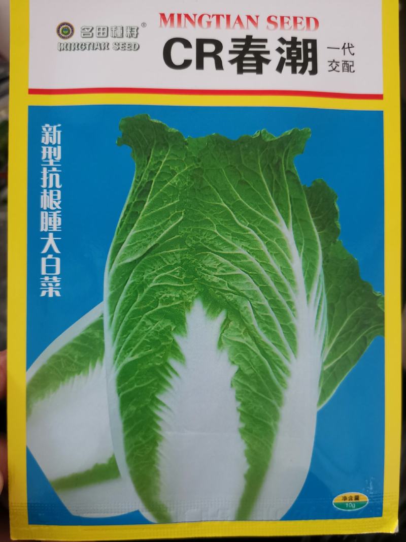 黄心大白菜种籽春秋季泡菜菜籽白菜种菜种籽包邮