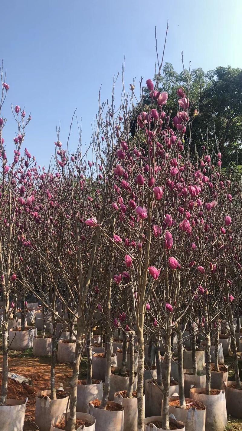 【荐】荷花玉兰，规格齐全。广东普宁苗场直发货量充足