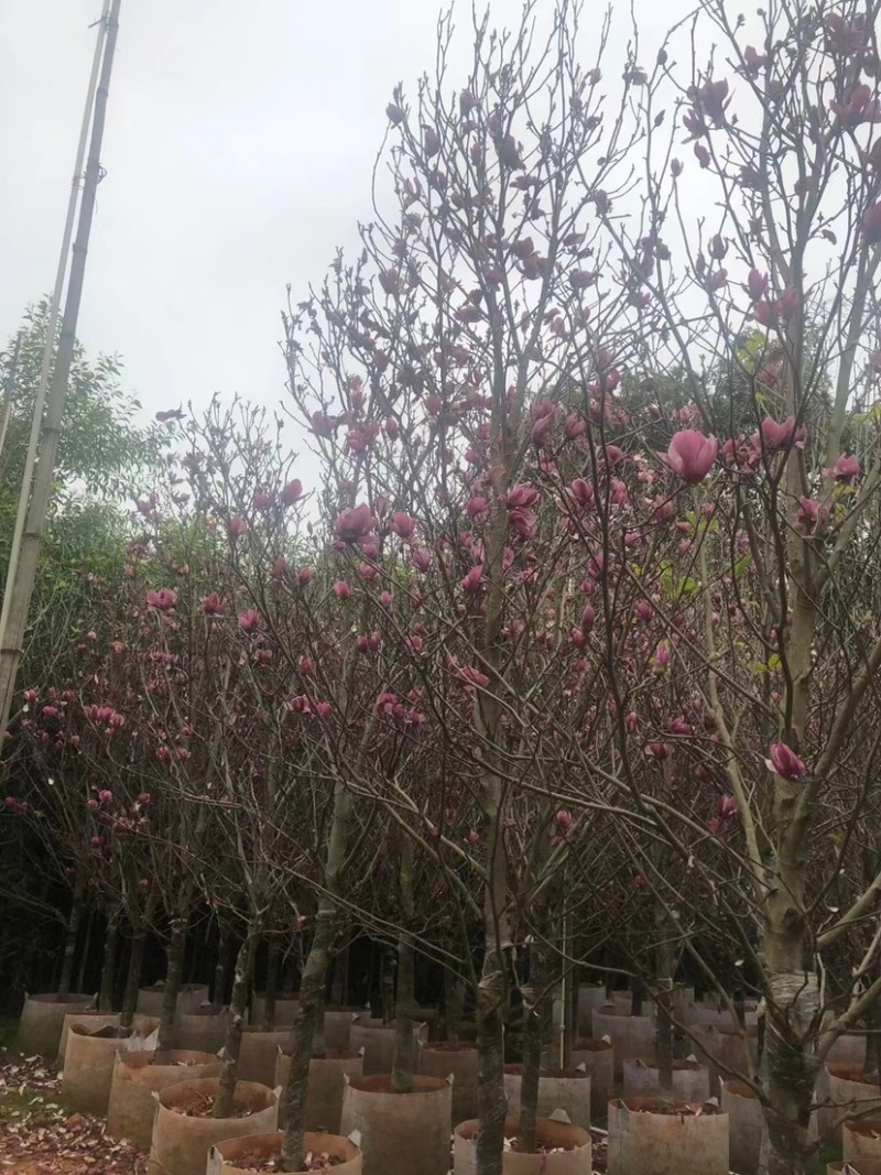 【荐】荷花玉兰，规格齐全。广东普宁苗场直发货量充足