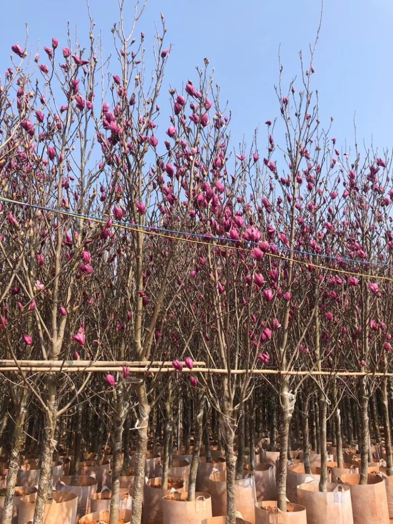 荷花玉兰，规格齐全。广东普宁苗场直发货量充足