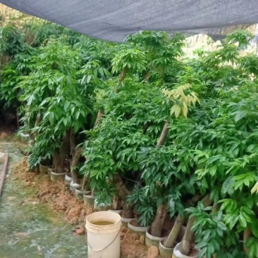 荔枝桩头树，价格实惠！3至8公分大的都有