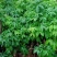 荔枝桩头树，价格实惠！3至8公分大的都有