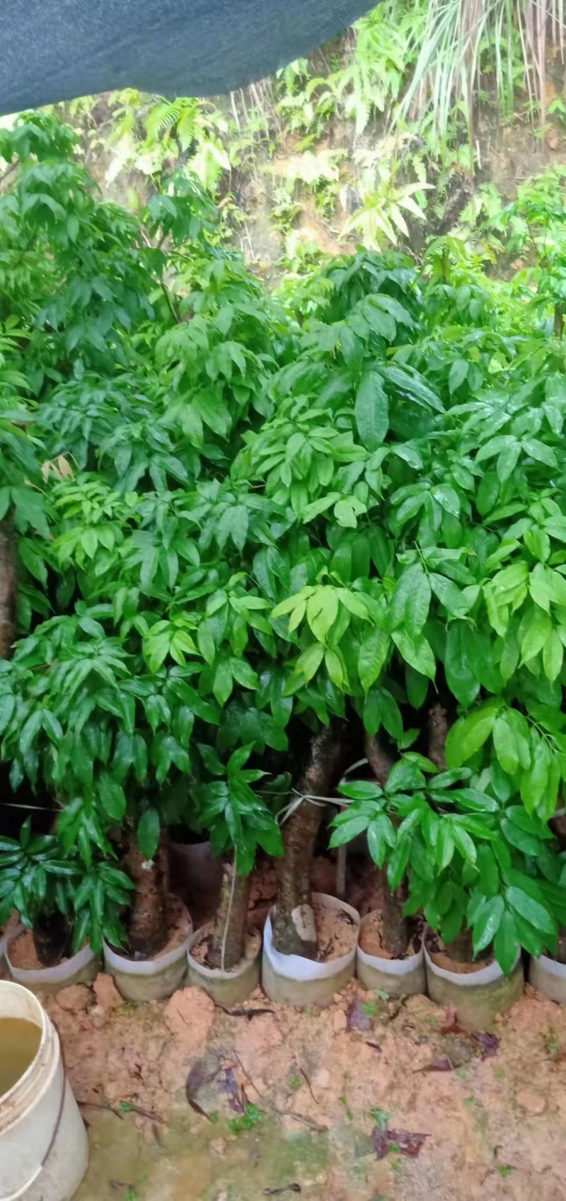 荔枝桩头树，价格实惠！3至8公分大的都有