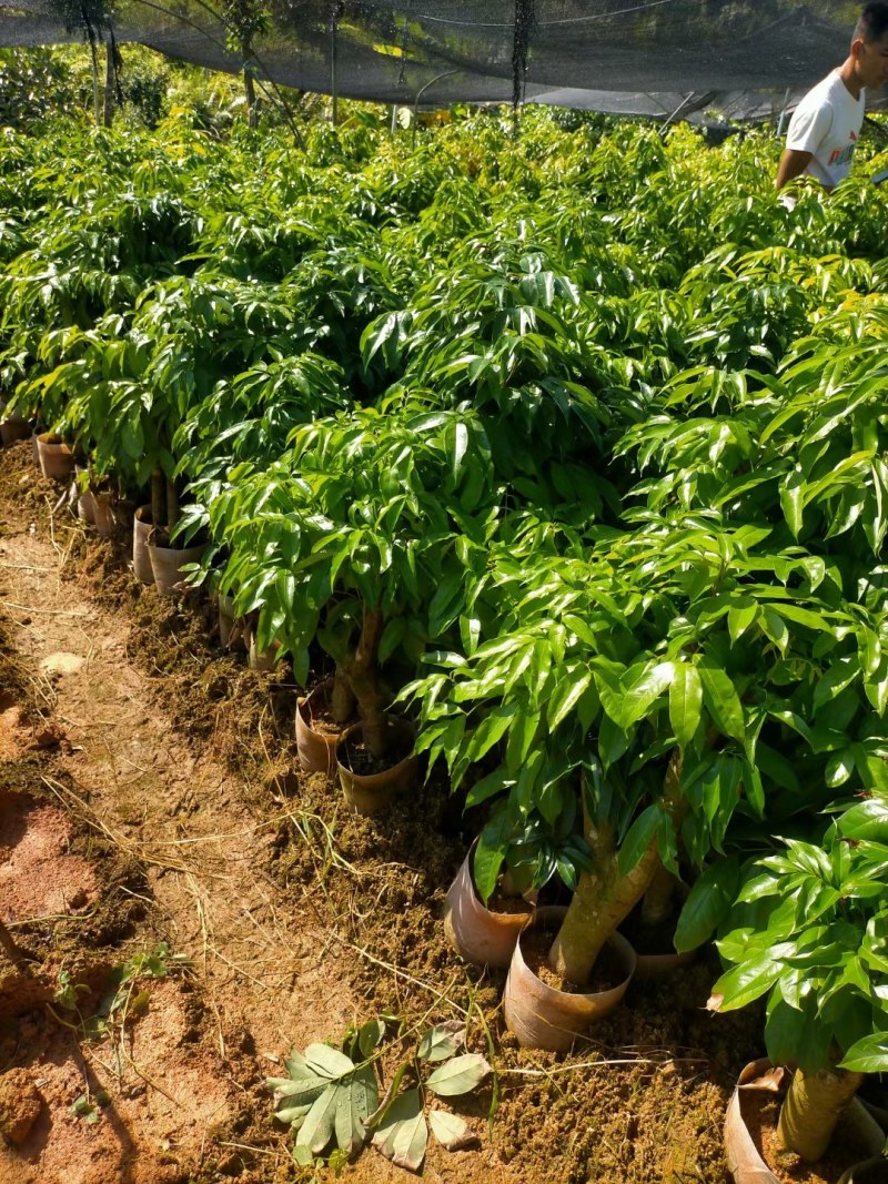 荔枝桩头树，价格实惠！3至8公分大的都有