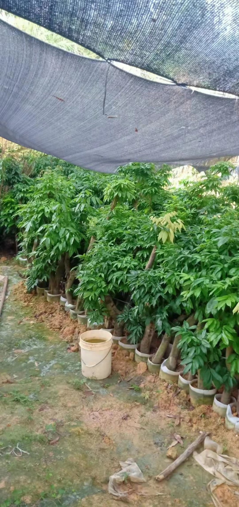 荔枝桩头树，价格实惠！3至8公分大的都有