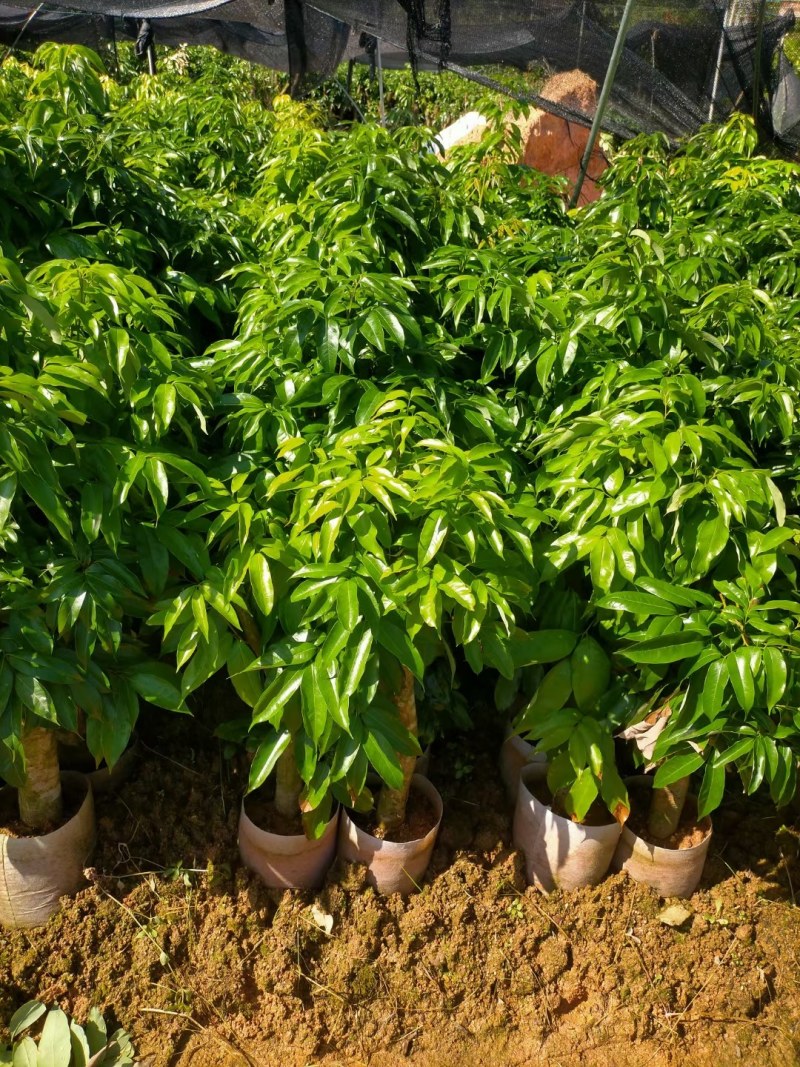 荔枝桩头树，价格实惠！3至8公分大的都有