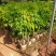 荔枝桩头树，价格实惠！3至8公分大的都有