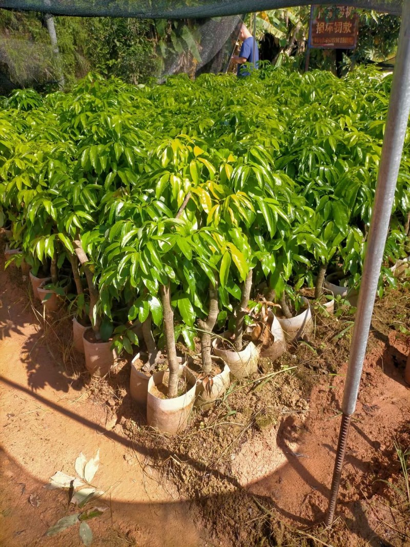 荔枝桩头树，价格实惠！3至8公分大的都有