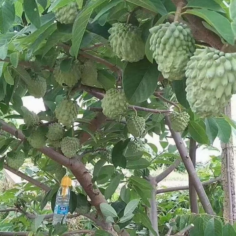 凤梨释迦果苗，再种一年就结果，结果多多，香甜可口。