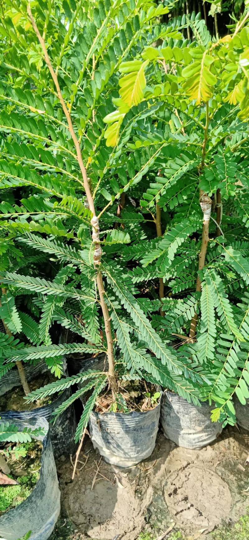 甜油甘苗，广东普宁油甘苗10-30厘米，货量充足欢迎联系