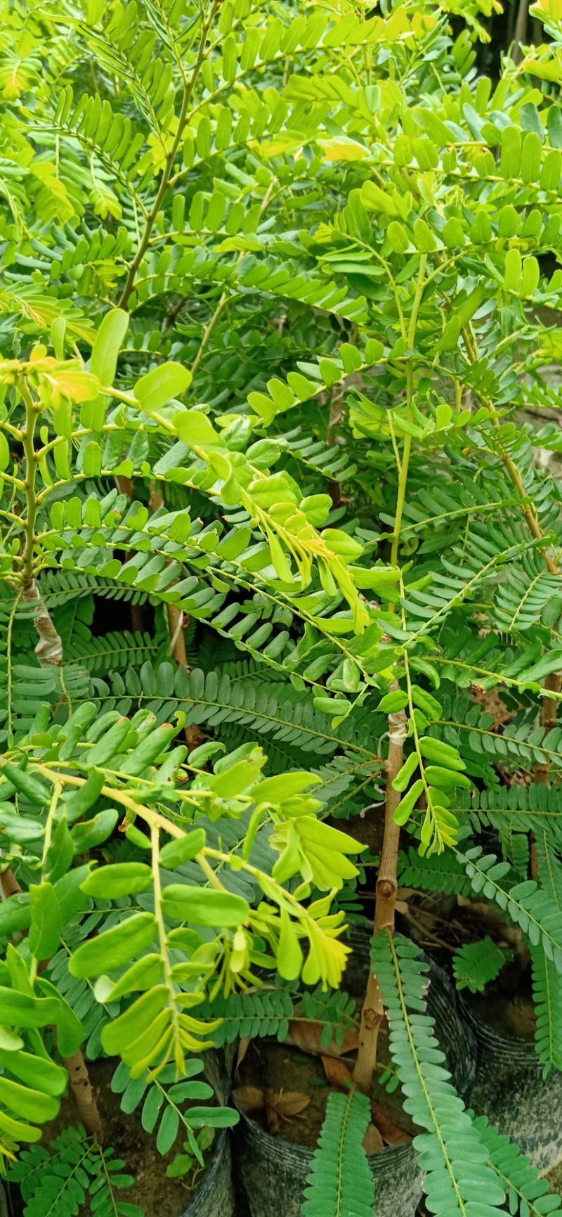 甜油甘苗，广东普宁油甘苗10-30厘米，货量充足欢迎联系