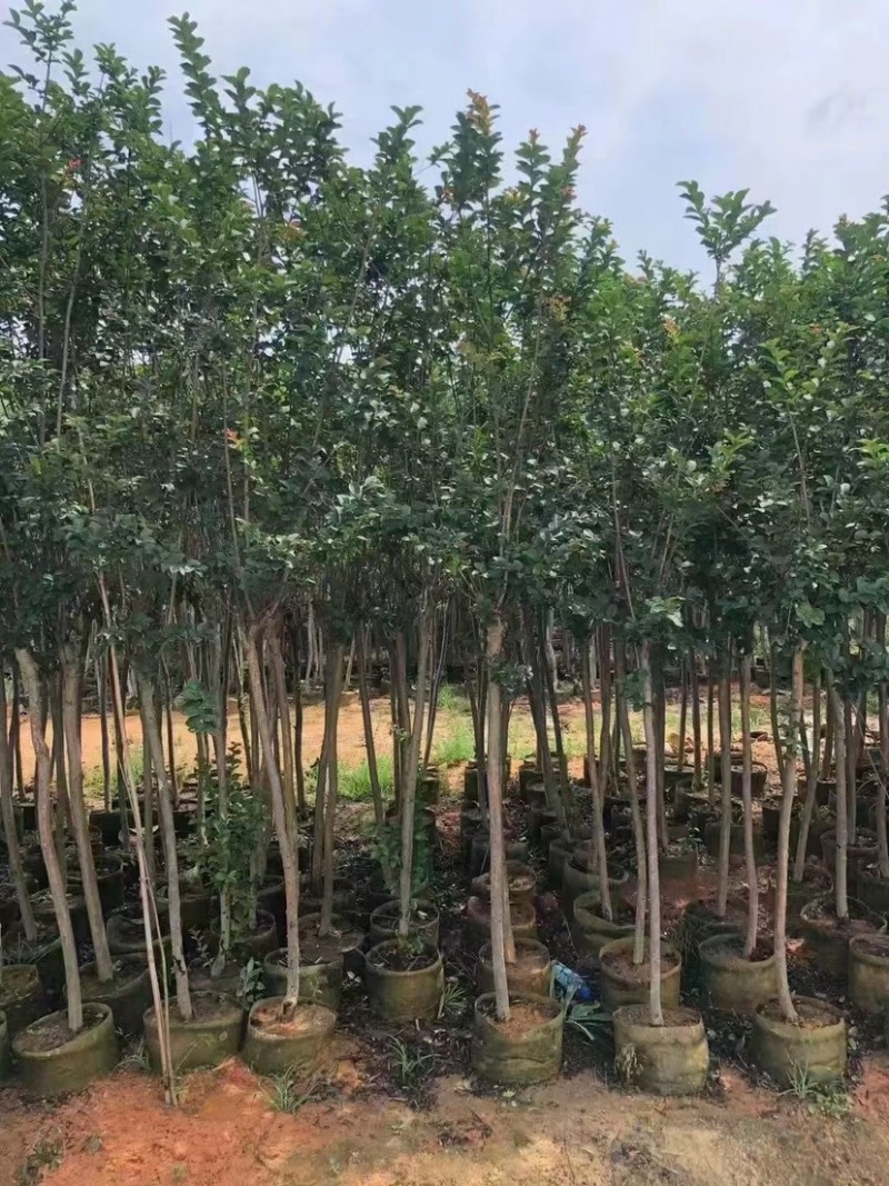 小叶紫微，广东苗场直发。各种规格齐全品质保证