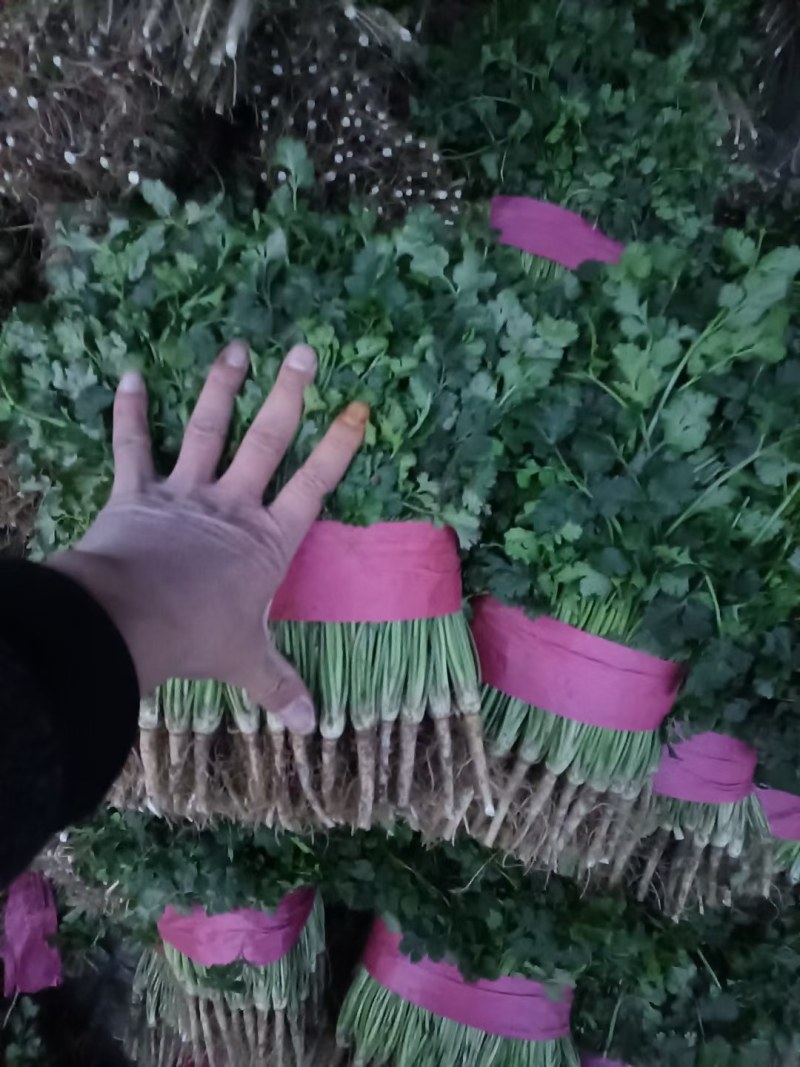 山东聊城铁杆青精品香菜，做工精细。产地直发。价格便宜。