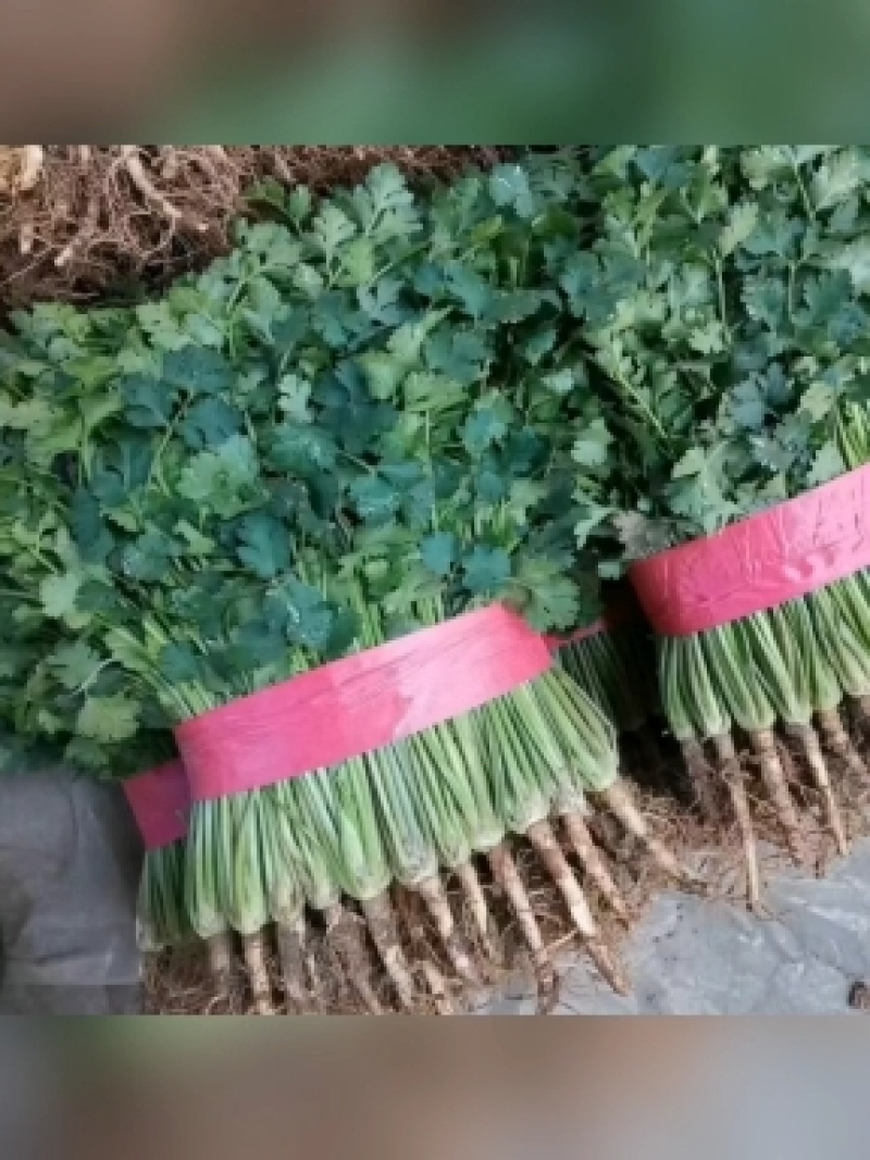 山东聊城铁杆青精品香菜，做工精细。产地直发。价格便宜。