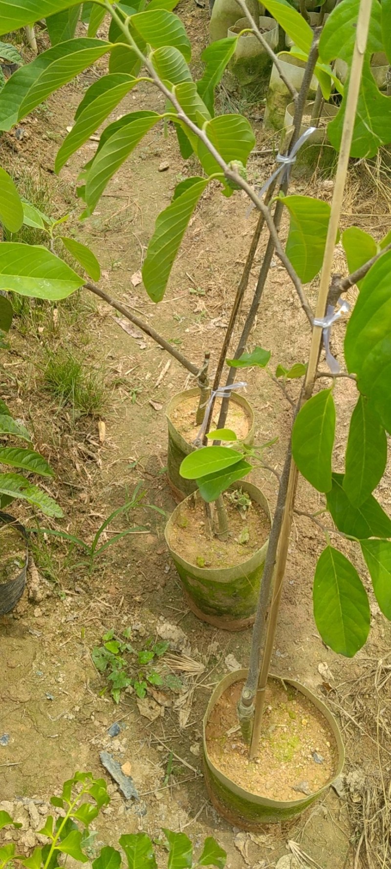 凤梨释迦果苗，再种一年就结果，结果多多，香甜可口。