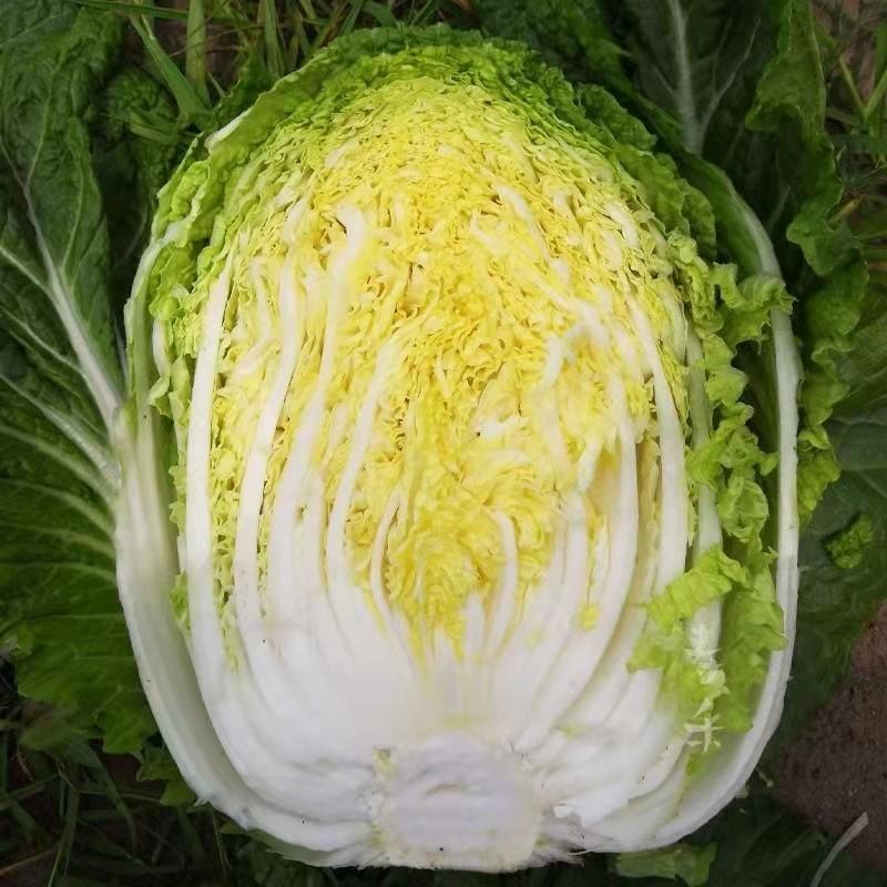 春秋两用黄心大白菜种子生育期60天