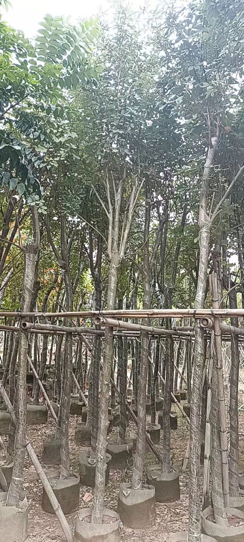 光杆多花黄花风铃木。各种规格齐全。支持视频看货成活率高